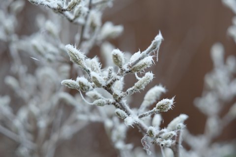 Frost